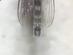 Nevadasilus blantoni