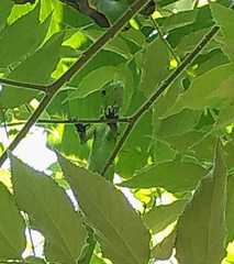 Erythemis vesiculosa