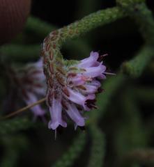 Erica barbigeroides