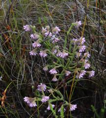 Erica barbigeroides