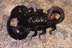 Cheloctonus intermedius