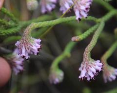 Erica barbigeroides