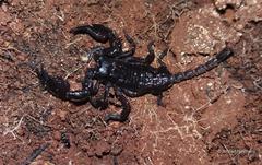 Cheloctonus intermedius