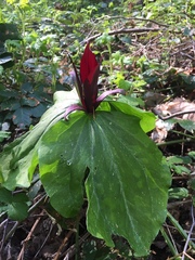 Trillium kurabayashii