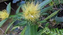 Justicia croceochlamys