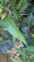 Justicia croceochlamys