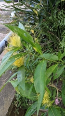 Justicia croceochlamys