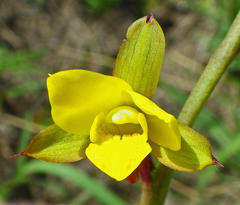 Eulophia hians inaequalis