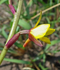 Eulophia hians inaequalis