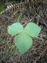 Trillium ovatum