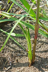 Eulophia hians inaequalis