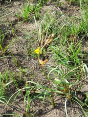 Eulophia hians inaequalis