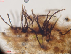 Strossmayeria basitricha