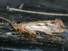 Limnephilus lunatus