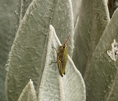 Agesander ruficornis