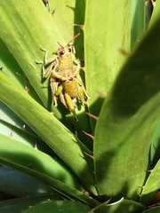 Agesander ruficornis
