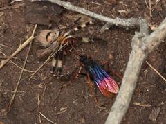 Tachypompilus ignitus