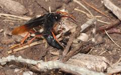 Tachypompilus ignitus