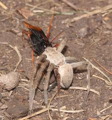 Tachypompilus ignitus