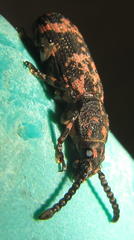 Xylinada