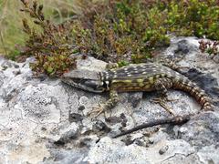 Pseudocordylus melanotus