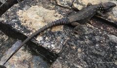 Pseudocordylus melanotus