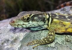 Pseudocordylus melanotus