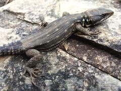 Pseudocordylus melanotus