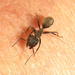 Camponotus olivieri - Photo (c) Ricky Taylor, algunos derechos reservados (CC BY-NC), subido por Ricky Taylor
