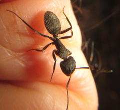 Camponotus olivieri