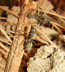 Camponotus olivieri