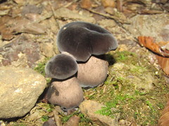 Tylopilus alboater