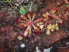 Drosera natalensis