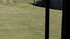 Macronyx capensis capensis