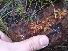 Drosera natalensis