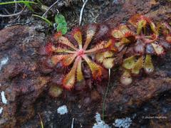 Drosera natalensis