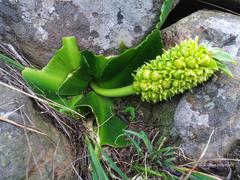 Eucomis