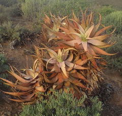 Aloe microstigma microstigma