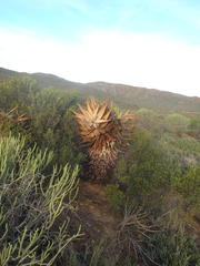 Aloe microstigma microstigma