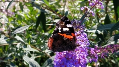 Vanessa atalanta