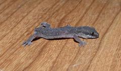 Pachydactylus geitje
