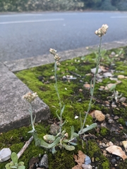 Helichrysum luteoalbum