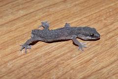 Pachydactylus geitje