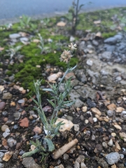Helichrysum luteoalbum