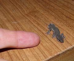 Pachydactylus geitje