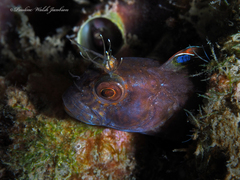 Parablennius marmoreus