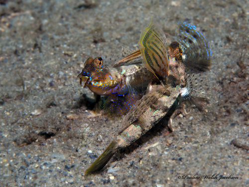 Baird's dragonet (Callionymus bairdi) — Callionymidae