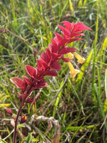 Amasonia campestris (Amasonia campestris)