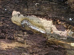 Scolecocampa liburna