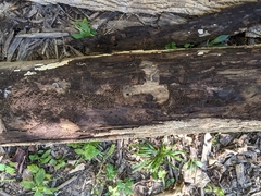 Scolecocampa liburna